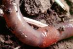 Segmented Earthworm, AWSV01P02_06B
