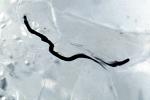 Ice Worms, Aquatic, AWSV01P02_14B
