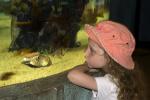 Girl looking into a fish tank, aquarium, AZPD01_016