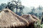 grass thatched huts, homes, houses, roofs, building, Sod, CADV01P12_11