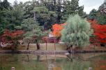 Gardens, Nara, Torii Gate, CAJV04P05_13
