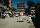 Brahma Bull, Cattle, Street, Buildings, Kathmandu, CANV01P01_10.0630