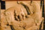 bar-Relief, Lion tearing into an animal, eating, predation, Persepolis, 1950s, CARV01P03_15.0631