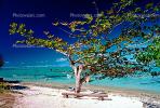 Beach, Sand, Bench, Tree, Ocean, Moorea, CDPV01P06_01.1515
