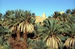 Village, Palm Trees, Saharah Desert, CJAV01P03_01