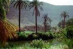 Nile River Valley, Palm Trees, CJEV02P11_08