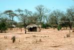 Acacia Tree, house, hut, desert, dry, Thatched Roof House, Home, Grass Roofs, roundhouse, building, Dirt, soil, Sod, CKMV01P02_05.1725