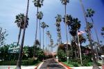 Beverly Hills Hotel, Palm Trees, CLAV04P01_03
