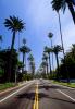 Palm Trees, Tree Lined Road, CLAV04P01_06