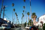 Beverly Hills, Palm Tree landmark, Cars, Street, Tall, CLAV05P02_18