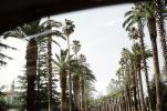 Beverly Hill Row of Palm Trees, 1950s, CLAV09P02_10