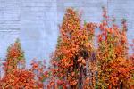 Ivy, fall colors, Autumn, Vegetation, Flora, Plants, Wall, Exterior, Outdoors, Outside, CMMV01P06_02.0897
