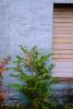 Vegetation, Flora, Plant, Wall, Exterior, Outdoors, Outside, CMMV01P06_05.0897