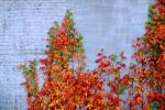Ivy, fall colors, Autumn, Vegetation, Flora, Plants, Wall, Exterior, Outdoors, Outside, CMMV01P06_06.0897
