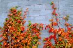 Ivy, fall colors, Autumn, Vegetation, Flora, Plants, Wall, Exterior, Outdoors, Outside, CMMV01P06_07.0897