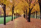 Tree lined sidewalk, Autumn, Deciduous, Twilight, Dusk, Dawn, Cottagecore, CMMV01P07_08.1821
