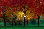 Autumn, Deciduous Trees, Fall Colors, Twilight, Dusk, Dawn, Night, Nighttime, Exterior, Outdoors, Outside, CMMV01P07_11.1821