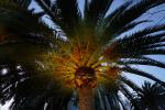 Palm Tree Sparkle, CNCD06_024