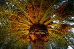 Palm Tree Sparkle, CNCD06_025