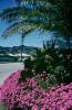 Flowers, suburbia, palm tree, CNCV08P11_15