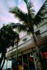 Palm Tree Building in Key West, COFV02P07_11.1737