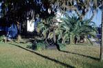 lawn, garden, palm tree, COFV04P15_10
