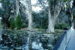 Footbridge, reflection, swamp, Magnolia Plantation, Charleston, Thomas Drayton, wetlands, COSV01P04_05