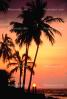 palm tree, sunset, pacific ocean, CPHV01P05_18.1739