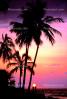 palm tree, sunset, pacific ocean, CPHV01P05_18B.1739