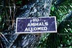 No Animals Allowed, CPHV01P06_19