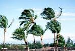 wind blown palm tree, windy, breeze, CPHV01P15_09
