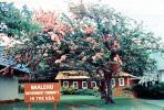 Naalehu, Southernmost community in the USA, tree, building, CPHV02P01_16