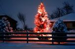 Christmas Tree, Lights, cold, Home, House, domestic, building, Wheat Ridge, Colorado, CSOV03P06_15B