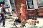 Rescuers, Dogs, German Shepard, Marina district, Loma Prieta Earthquake (1989), 1980s, DAEV01P14_08