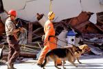 Cadaver Dogs, German Shepard, Marina district, Loma Prieta Earthquake (1989), 1980s, DAEV01P14_09B