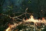 Forest Fire, DAFV03P07_06