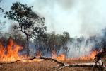 Bush Fire, Australia, DAFV04P03_19