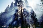 Giant sequoia (Sequoiadendron giganteum), Crepuscular Rays, smoke, DAFV04P13_04