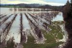 Flooded Vineyard, Rows, 15 January 1995, DASV01P09_01