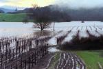 Flooded Rows of Vineyards, Sonoma County, 15 January 1995, DASV01P09_02
