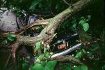 Fallen Tree, Cadillac, Crushed Car, 24 May 1995, DASV01P12_10