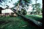 toppled trees, 12 Decenber 1995, DASV01P13_04