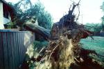 toppled trees, 12 Decenber 1995, DASV01P13_07