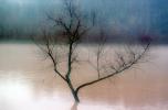 Lone Bare Tree in a River Flood, DASV01P13_14