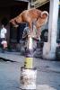 Dog, Balancing on tin cans, Mumbai, ETBV01P05_12