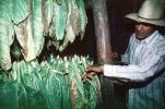 Drying Tobacco Leaves, Tobacco Farm, Cuba, FATV01P02_11