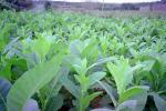 Tobacco Farm, Cuba, FATV01P02_13