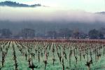 vineyard in the winter, hills, FAVV01P05_04