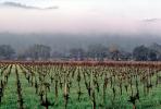 vineyard in the winter, hills, FAVV01P05_05