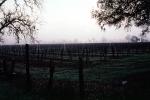 Rows of Vines, fog, trees, FAVV01P06_05
